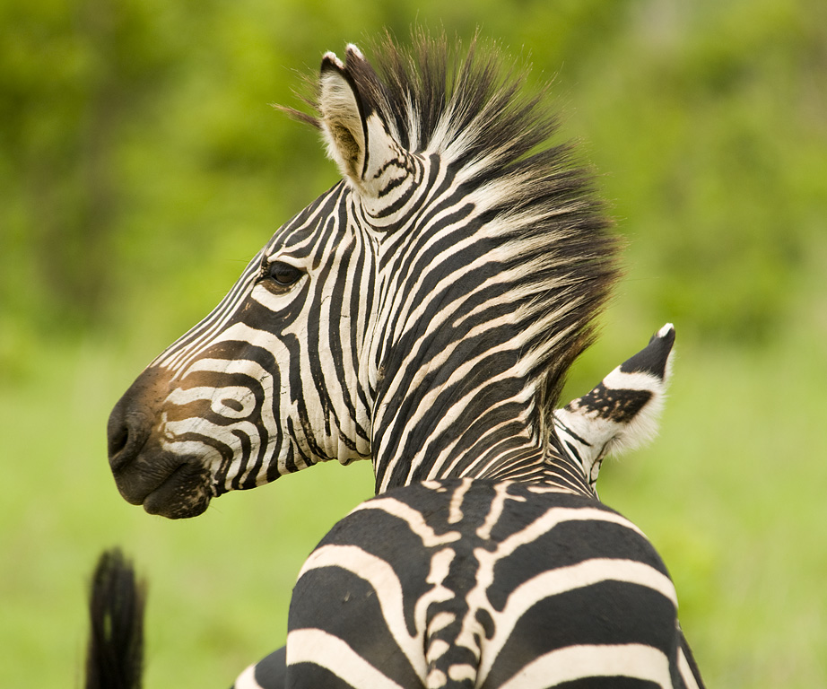 A%20zebra%20turning%20its%20head%20(Mikumi%20National%20Park)